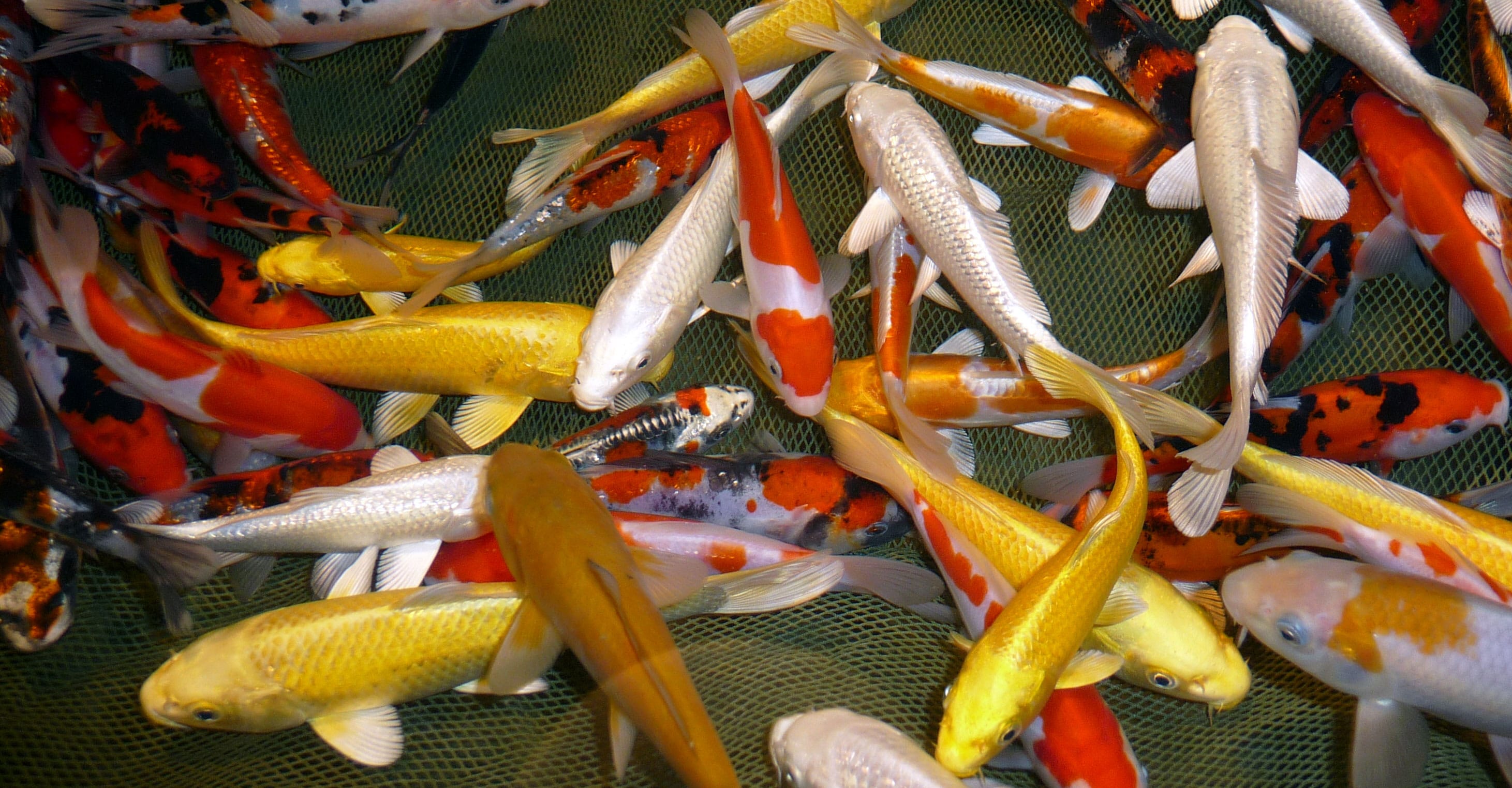 Carpes Ko Et Poissons D ornement Pisciculture De Villette